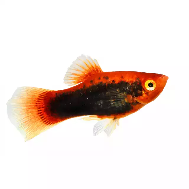 Platy maculatus (Xiphophorus maculatus)