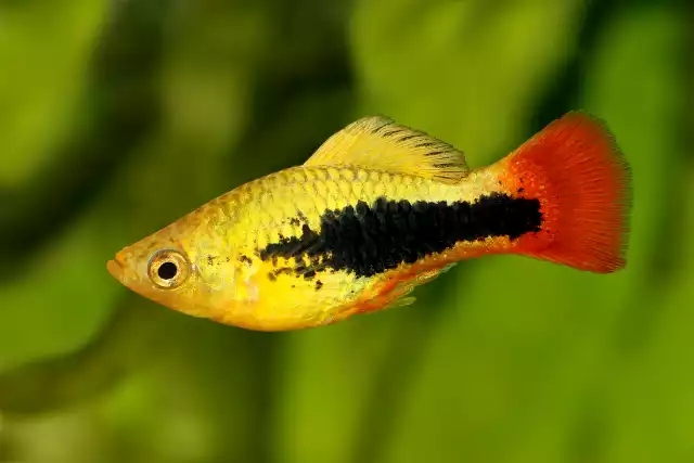 Photo Platy variatus (Xiphophorus variatus) #2