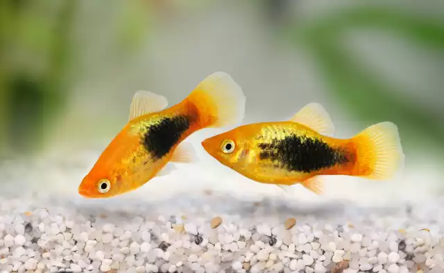 Photo Platy variatus (Xiphophorus variatus) #1