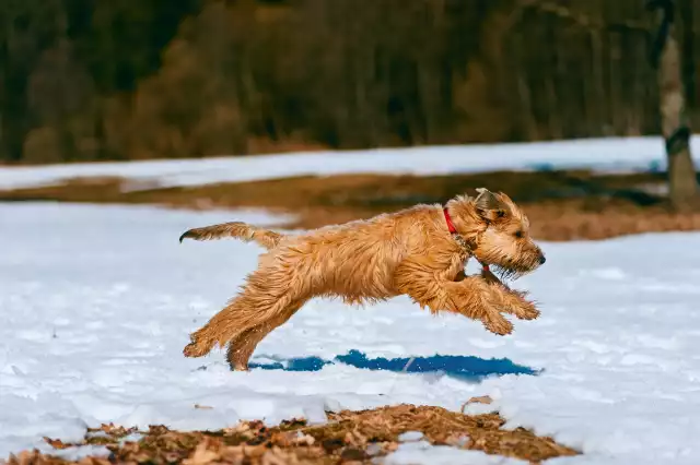 Photo Irish Terrier à poil doux #3