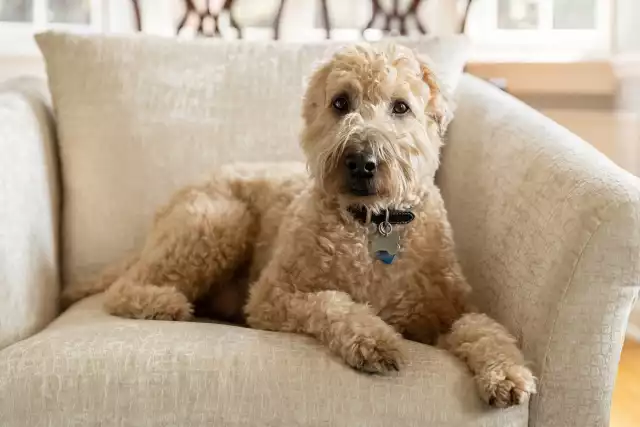 Photo Irish Terrier à poil doux #1