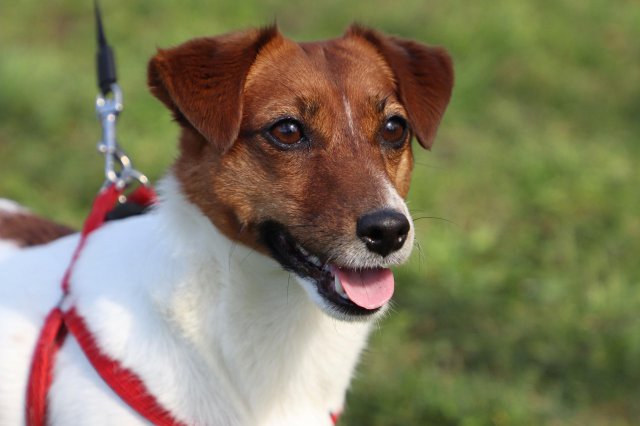 Photo Jack Russell Terrier #12