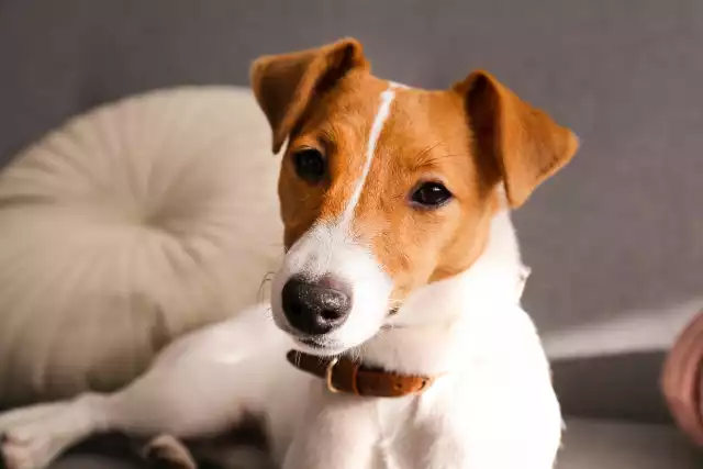 Photo Jack Russell Terrier #11