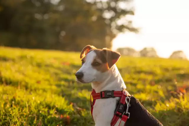 Photo Jack Russell Terrier #7