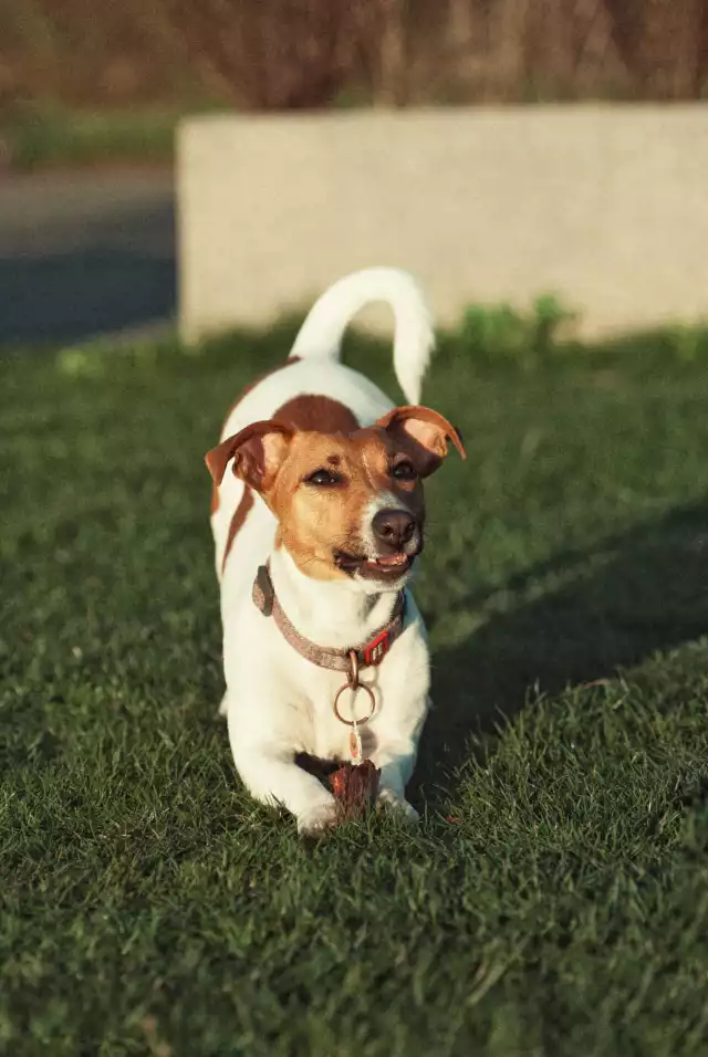 Photo Jack Russell Terrier #5