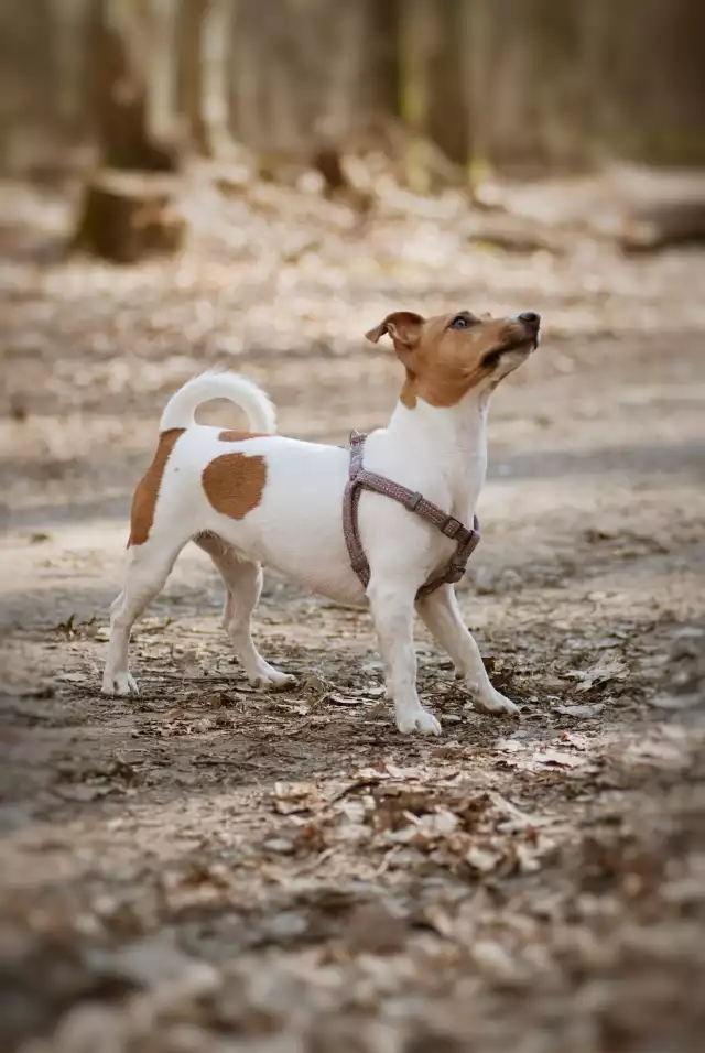 Photo Jack Russell Terrier #4