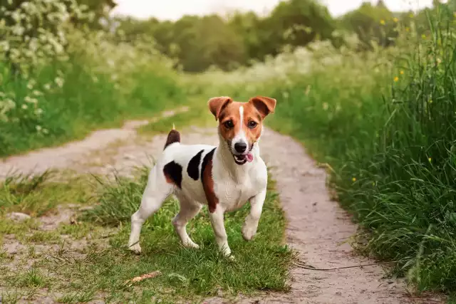 Photo Jack Russell Terrier #1