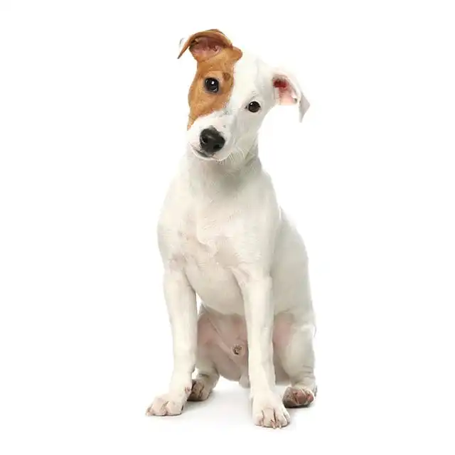 Jack Russell Terrier