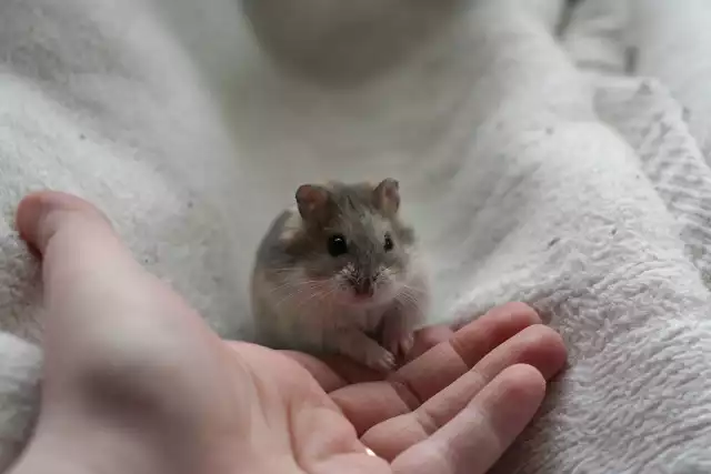 Photo Hamster Sibérien (Phodopus sungorus) #2