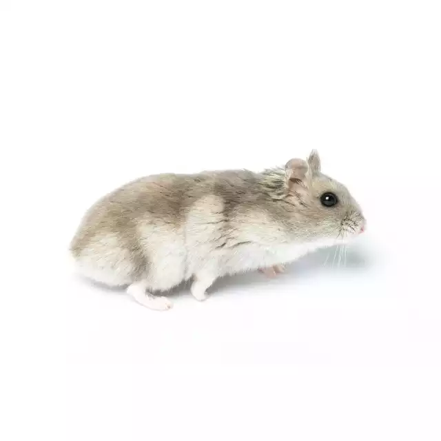 Hamster Sibérien
