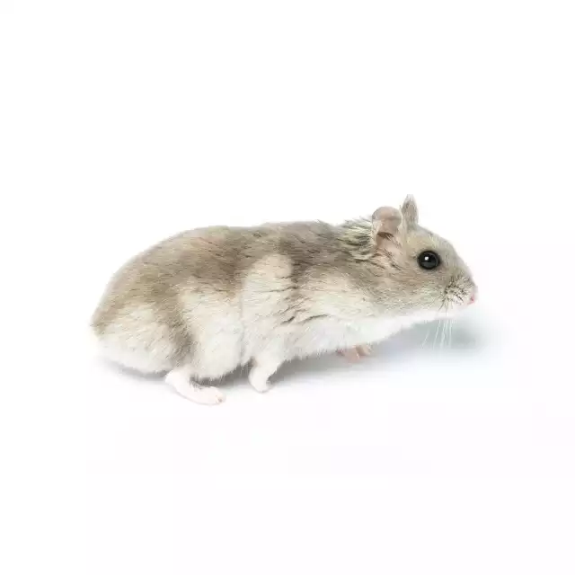 Hamster Sibérien (Phodopus sungorus)