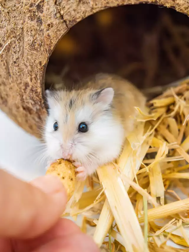 Photo Hamster Roborovski (Phodopus roborovskii) #2