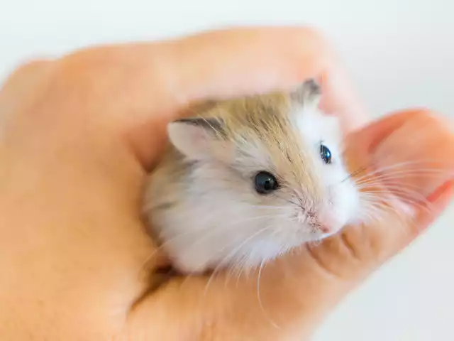 Photo Hamster Roborovski (Phodopus roborovskii) #1
