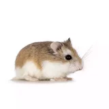 Photo Hamster Roborovski