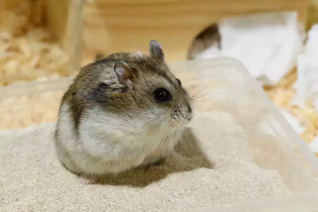 Photo Hamster Russe (Phodopus sungorus) #2