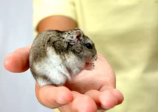 Photo Hamster Russe (Phodopus sungorus) #1