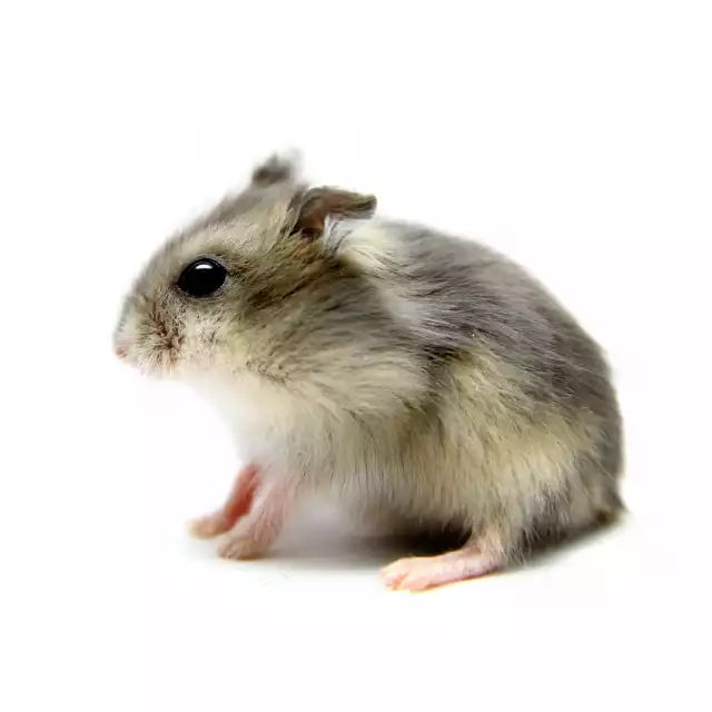 Hamster Russe (Phodopus sungorus)