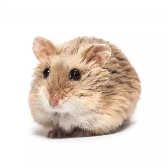 Photo Hamster Campbell