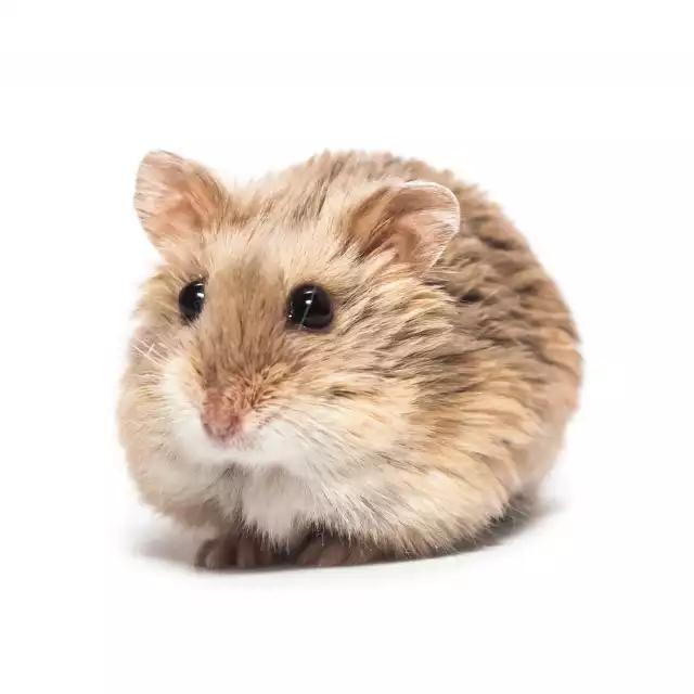 Hamster Campbell (Phodopus campbelli)