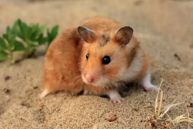 Hamster Doré (Mesocricetus auratus)