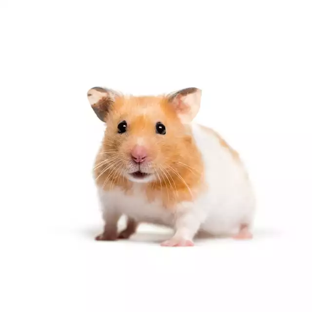 Hamster Doré (Mesocricetus auratus)