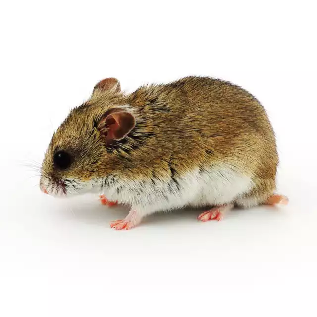 Hamster Chinois (Cricetulus griseus)