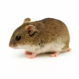 Photo Hamster Chinois