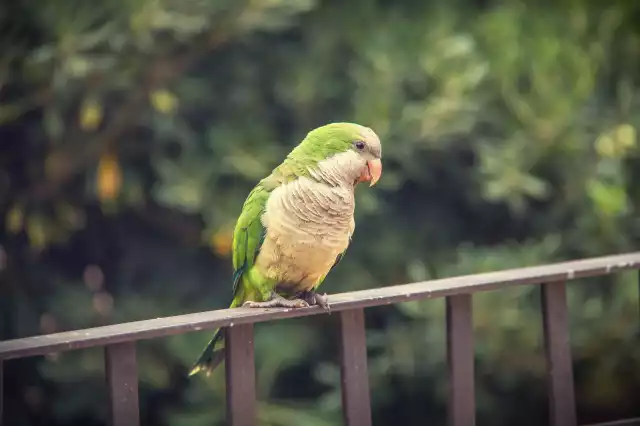 Photo Conure Veuve (Myiopsitta monachus) #3