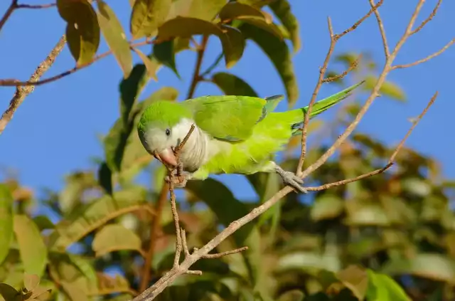 Photo Conure Veuve (Myiopsitta monachus) #2