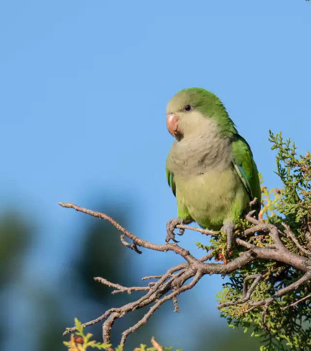 Photo Conure Veuve (Myiopsitta monachus) #1