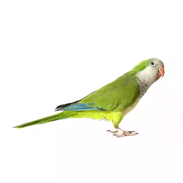 Photo Conure Veuve