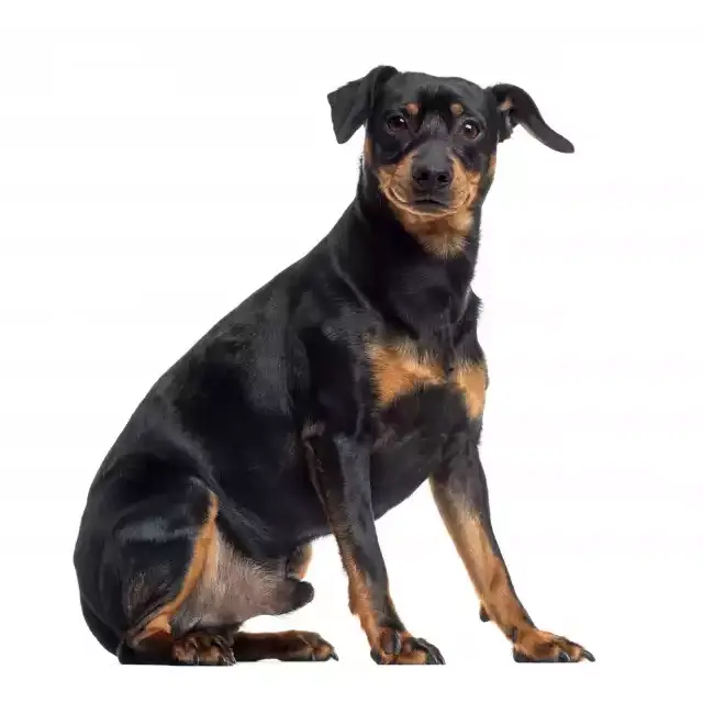 Jagdterrier