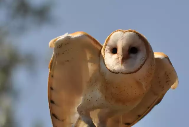 Photo Chouette effraie (Tyto Alba) #3