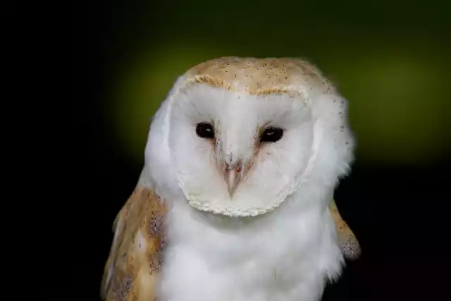 Photo Chouette effraie (Tyto Alba) #2