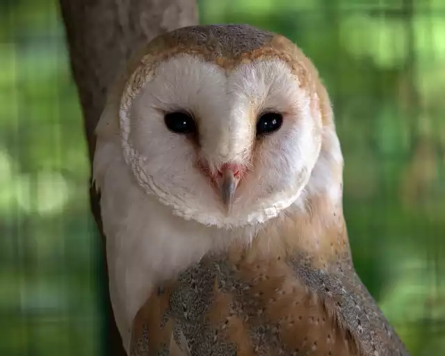 Photo Chouette effraie (Tyto Alba) #1