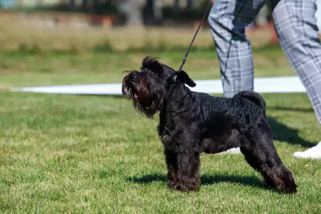 Photo Schnauzer nain #3