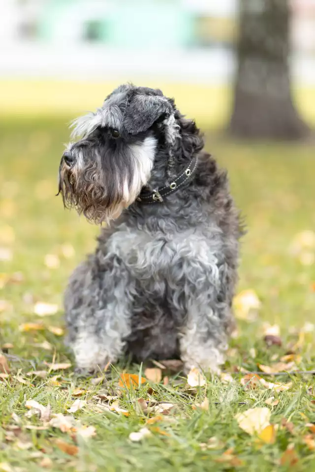 Photo Schnauzer nain #2