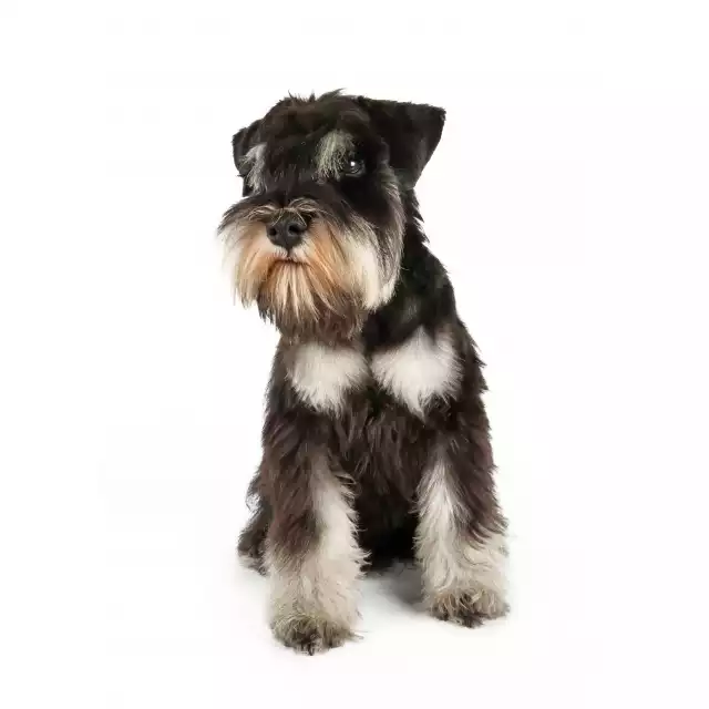 Photo Schnauzer nain