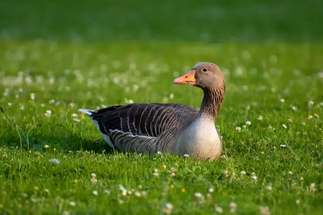 Photo Oie Cendrée (Greylag Goose) #2
