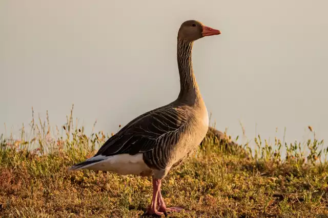 Photo Oie Cendrée (Greylag Goose) #1