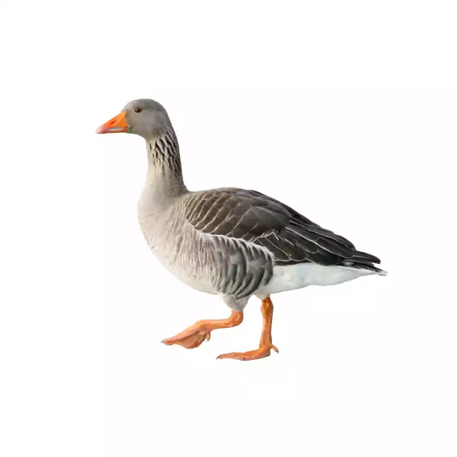 Oie Cendrée (Greylag Goose)