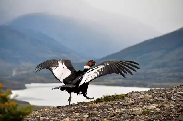 Condor des Andes (Vultur gryphus)