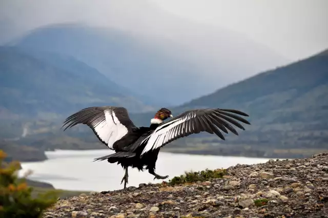 Photo Condor des Andes (Vultur gryphus) #2