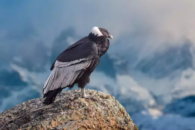Condor des Andes (Vultur gryphus)