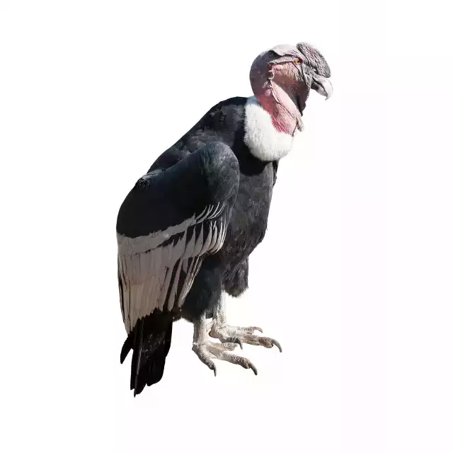 Condor des Andes (Vultur gryphus)