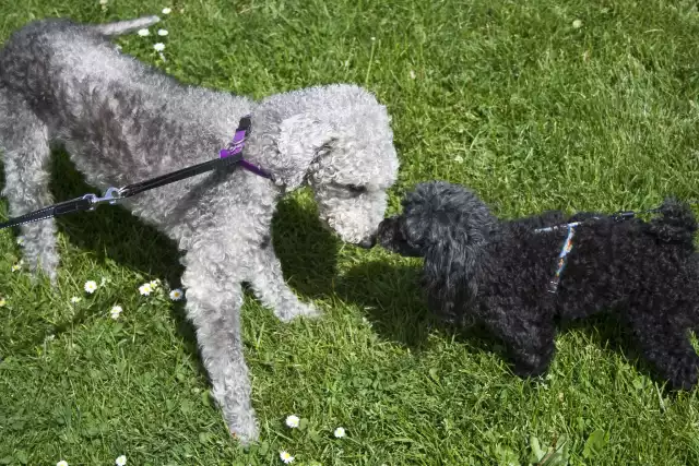 Photo Bedlington Terrier #3