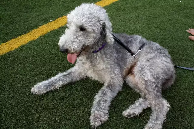 Photo Bedlington Terrier #2