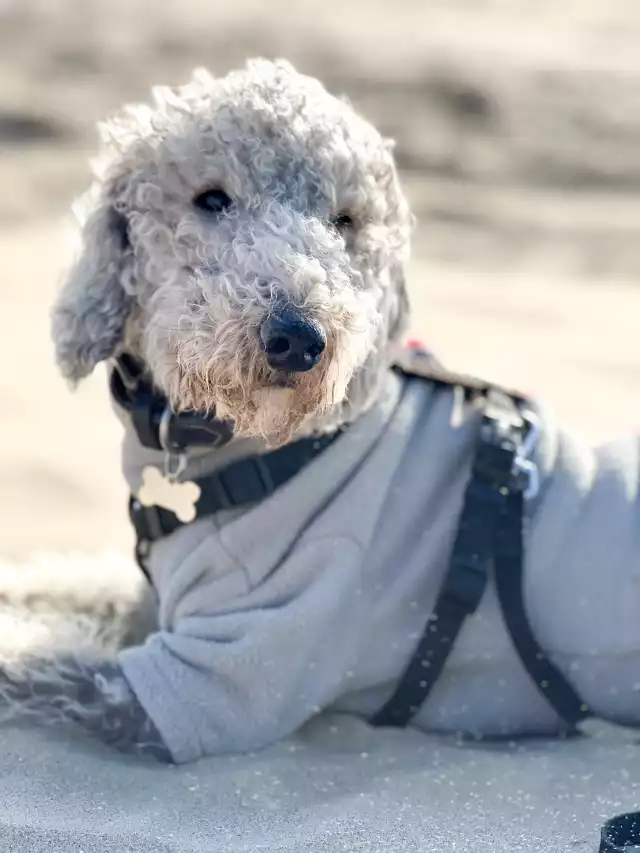 Photo Bedlington Terrier #1