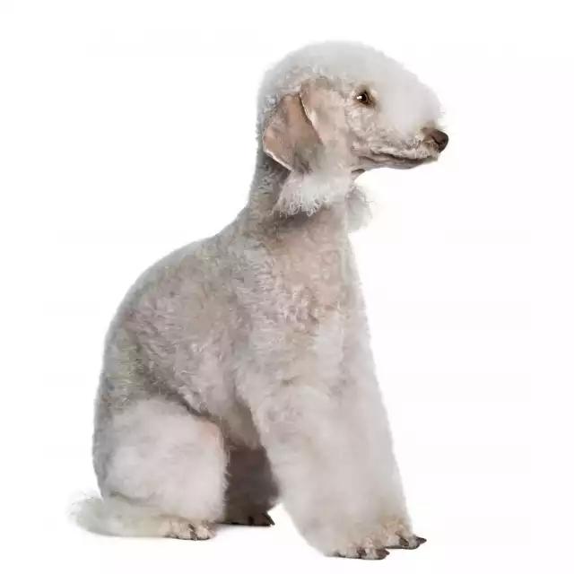 Bedlington Terrier