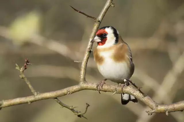 Photo Chardonneret élégant (Carduelis carduelis) #3